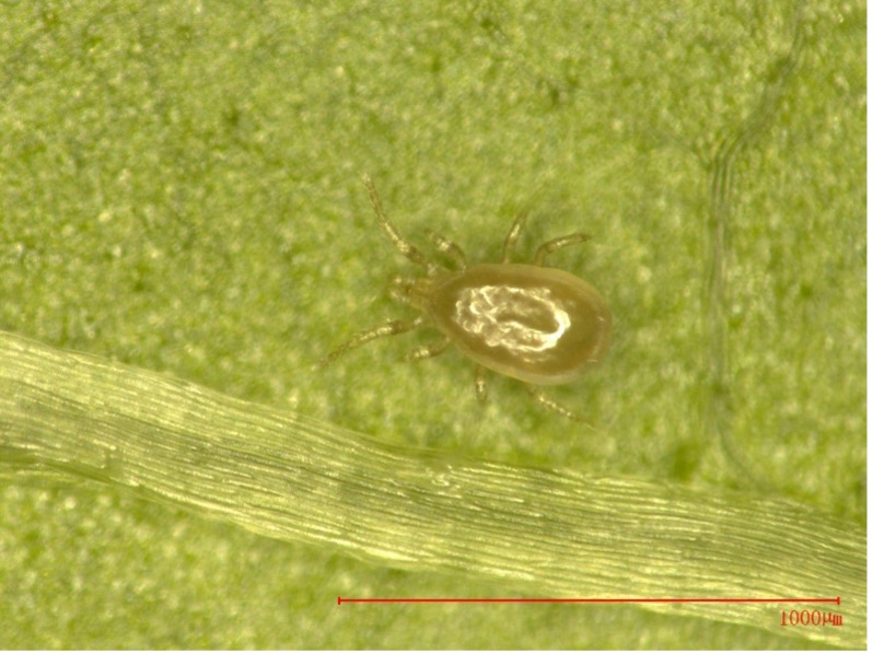 Neoseiulus barkeri