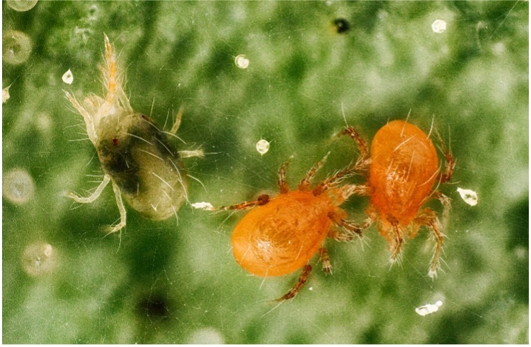 Phytoseiulus persimilis (two red mites) and spider mite (the black one)